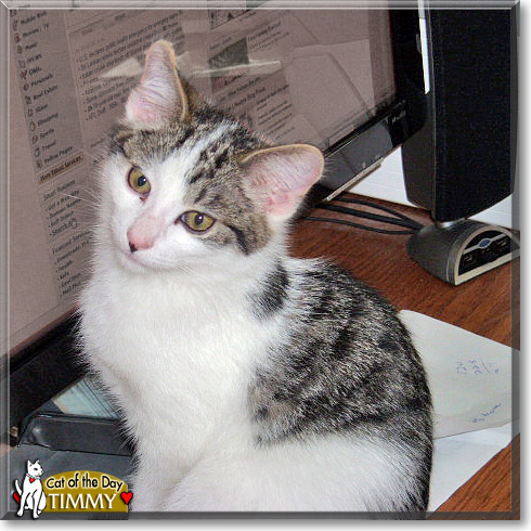 Timmy, the Cat of the Day