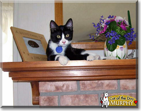 Murphy, the Cat of the Day