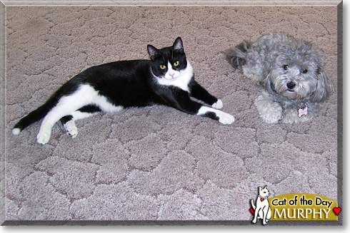 Murphy, the Cat of the Day
