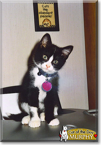 Murphy, the Cat of the Day