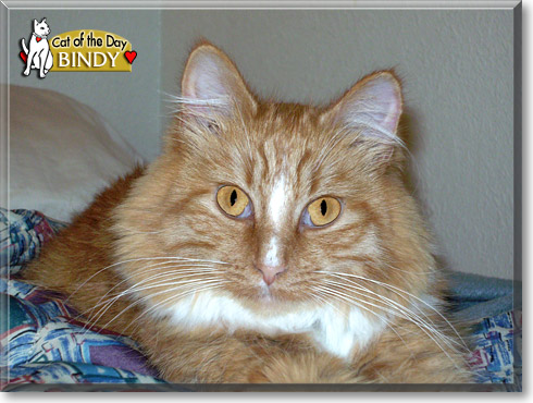 Bindy, the Cat of the Day