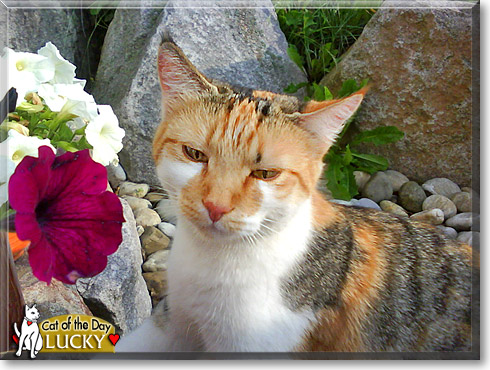 Lucky, the Cat of the Day