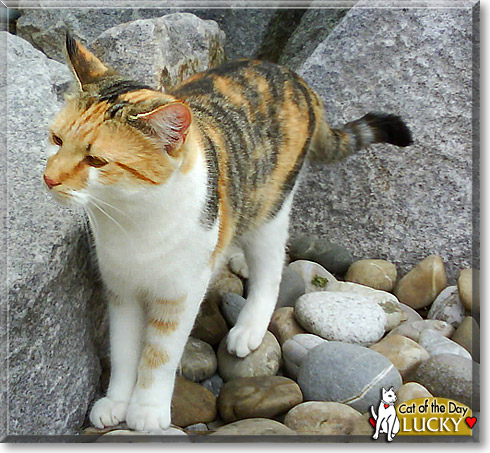Lucky, the Cat of the Day
