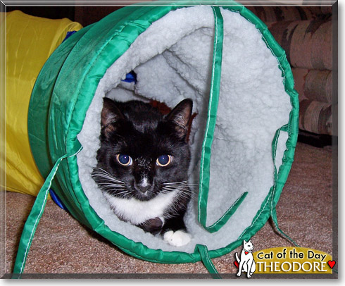 Theodore, the Cat of the Day