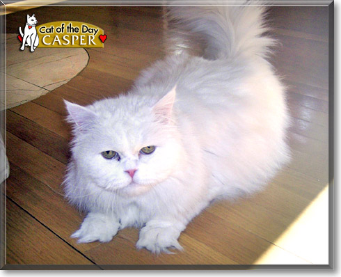 Casper, the Cat of the Day