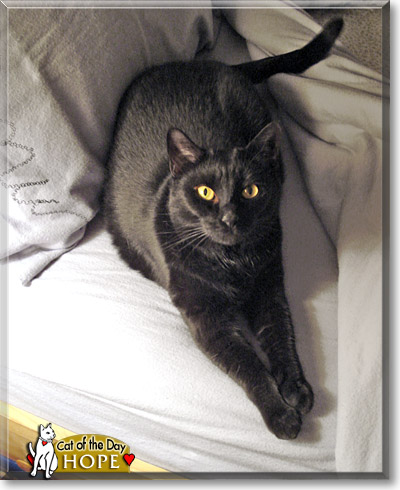 Hope, the Cat of the Day