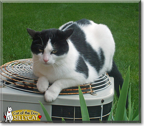 SillyCat, the Cat of the Day