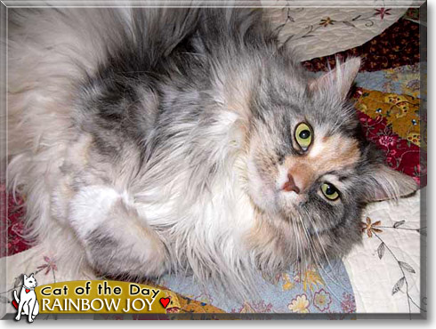 Rainbow Joy, the Cat of the Day