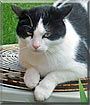 SillyCat
