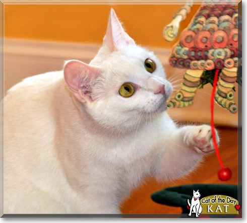 Kat, the Cat of the Day