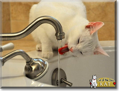 Kat, the Cat of the Day