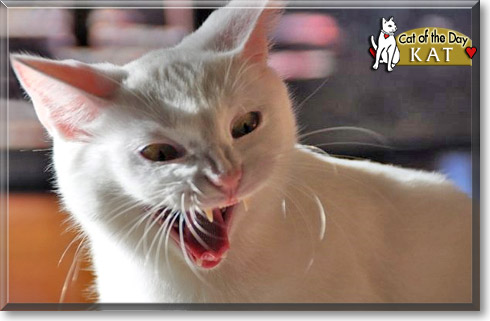 Kat, the Cat of the Day