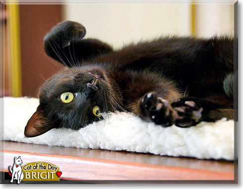 Brigit, the Cat of the Day