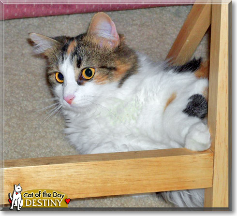 Destiny, the Cat of the Day