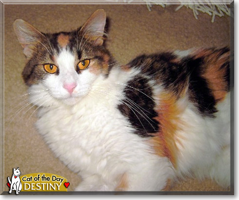 Destiny, the Cat of the Day