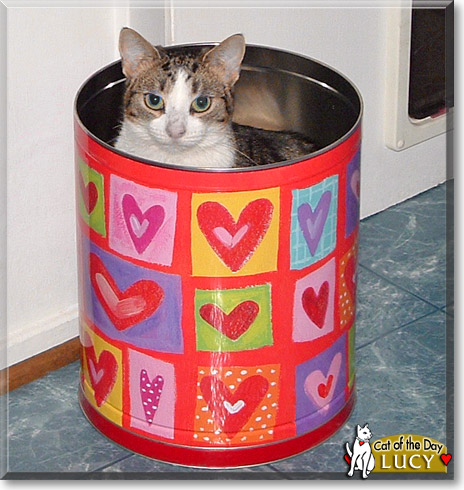 Lucy, the Cat of the Day