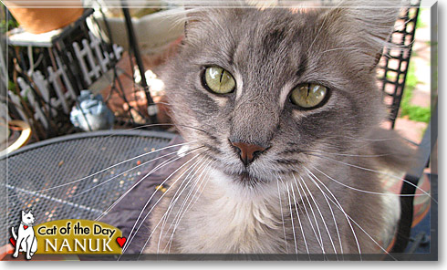Nanuk, the Cat of the Day