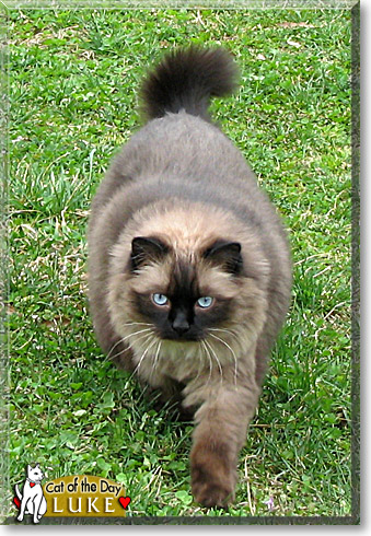 Luke, the Cat of the Day Luke, the Cat of the Day