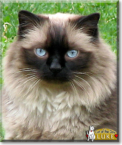 Luke, the Cat of the Day Luke, the Cat of the Day