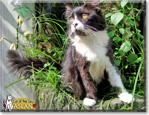 Aslan, the Cat of the Day