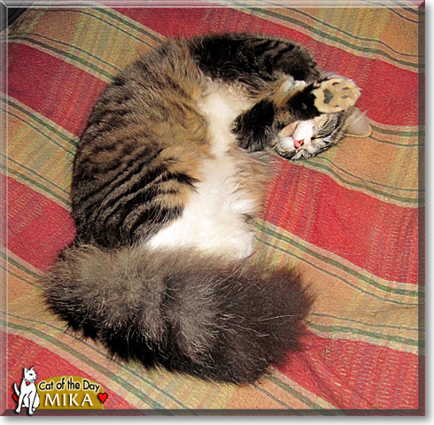 Mika, the Cat of the Day