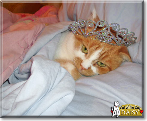Daisy, the Cat of the Day