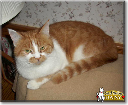 Daisy, the Cat of the Day
