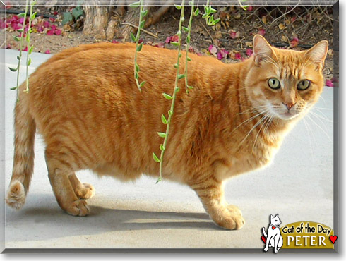 Peter, the Cat of the Day