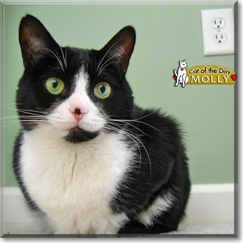 Molly, the Cat of the Day