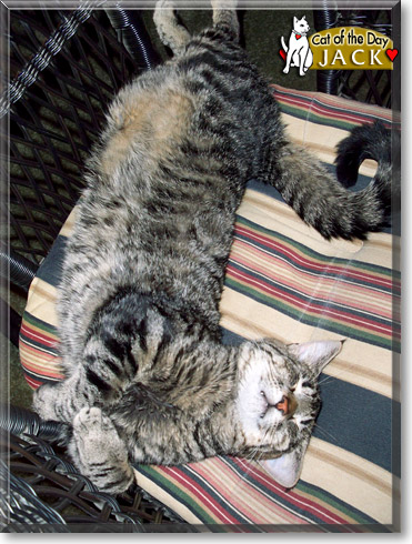 Captain Jack, the Cat of the Day