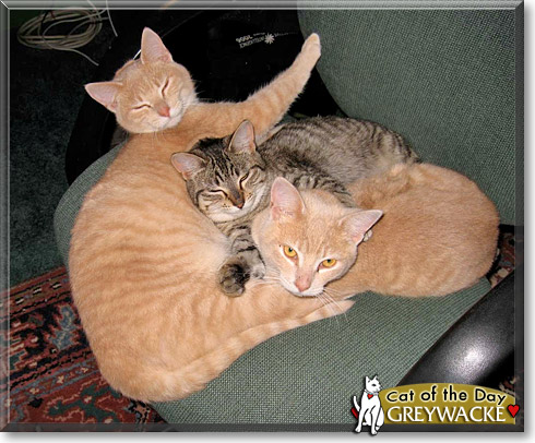 Greywacke, the Cat of the Day