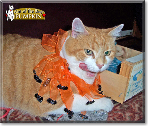 Pumpkin, the Cat of the Day