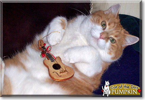 Pumpkin, the Cat of the Day