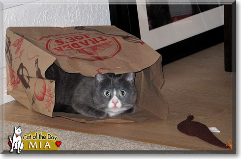 Mia, the Cat of the Day