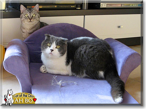 Ah Bo, the Cat of the Day