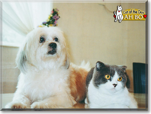 Ah Bo, the Cat of the Day