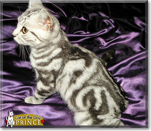 Prince, the Cat of the Day