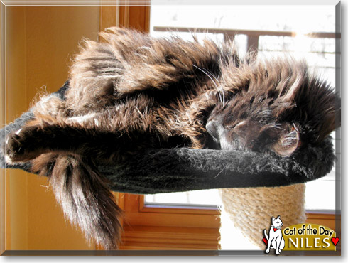 Niles, the Cat of the Day