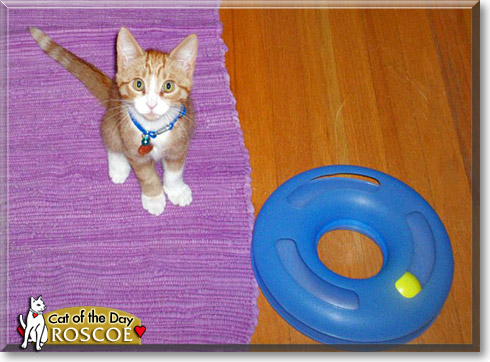 Roscoe, the Cat of the Day