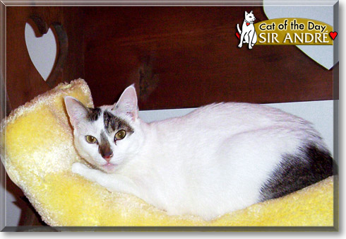 Sir André, the Cat of the Day