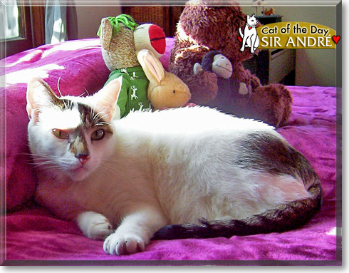 Sir André, the Cat of the Day