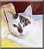 Sir André