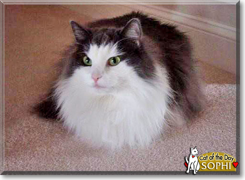 Sophi, the Cat of the Day Sophi, the Cat of the Day