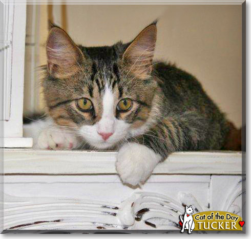 Tucker, the Cat of the Day