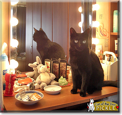 Pickle, the Cat of the Day Pickle, the Cat of the Day