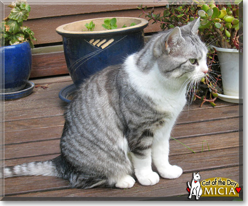 Micia, the Cat of the Day