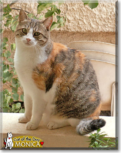 Monica, the Cat of the Day