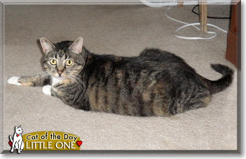 Little One, the Cat of the Day