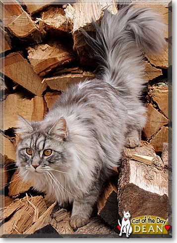 Dean, the Cat of the Day