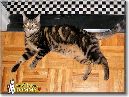 Tommy, the Cat of the Day